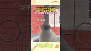 猫咪打碎碗被主人发现 心虚的样子也太明显了吧！猫：不是我 不是我 不是我 #宠乐园 #轻松一刻 #动物