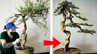 How to bend a bonsai - great bonsai bending skills #116