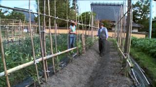 Home Gardening in Japan