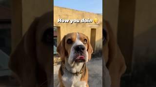 Boltey Tribbiani at your service ladies️#beagle #dogs #dogshorts #cutedog #beaglepuppy #friends