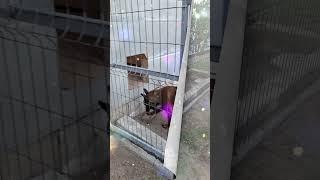 вольер флинта под открытым небом#shorts#malinois#dog#