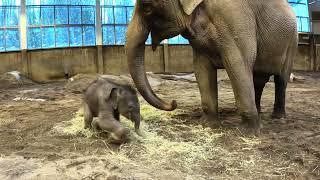 Baby Elephant Tula-Tu Plays With Mom In A Pile Of Hay