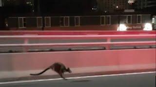 Wallaby apprehended after hopping across Sydney Harbour Bridge