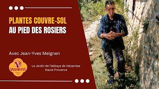 Plantes couvre-sols au pied des rosiers