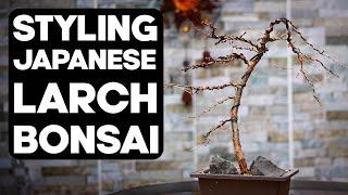 How To Make Bonsai From Japanese Larch