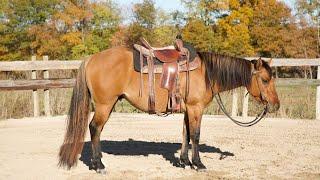 "RAWHIDE" 3 1/2 year old AQHA Gelding FORSALE!! Horse forsale!