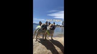 Dogs Go On Vacation, Part 2