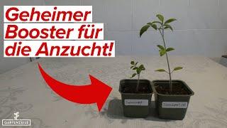 Booster für deine Anzucht [unbedingt ausprobieren!] Deine Pflanzen werden groß & stark!