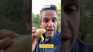 אורניה