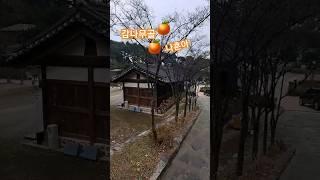 #나훈아 #감나무골