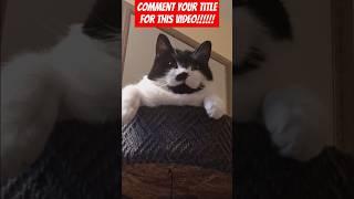 Comment your title for this video #cat #cute #catlover #fyp #adorable #roadto100k #trending