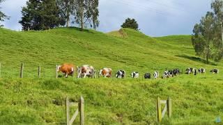 ÉL MOSTRÓ CADA DETALLE DE SU FINCA LECHERA: 55 MIL LITROS POR HECTÁREA - EL HERRERO, COLOMBIA 