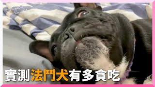 實測法鬥犬「貪吃程度」！牠一聞肉乾香秒驚醒｜寵物動物｜狗狗｜法國鬥牛犬｜吃貨｜搞笑