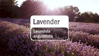 doTERRA Lavender Essential Oil (Translated Subtitles)