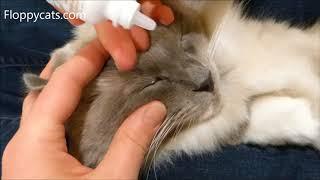 How To Apply Cat Eye Drops - How to Put Eye Drops in a Difficult Cat  - Can't Give Cat Eye Drops