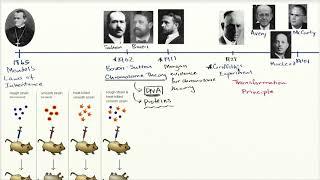 Establishing DNA as transformation principle | Khan Academy Hebrew