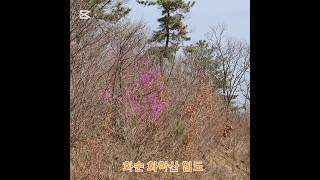 화순 화학산 임도