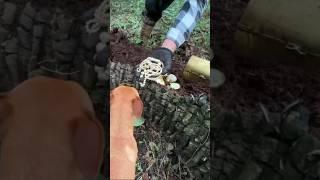 He found valuable treasure inside the tree  | #metaldetecting #treasurehunt #shorts #tree #find