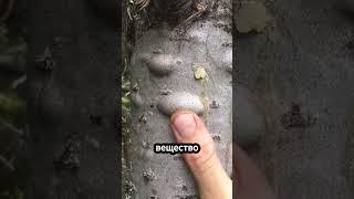 Что находится внутри прыщей на деревьях 