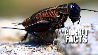 Cricket Facts: FACTS About TRUE CRICKETS  Animal Fact Files