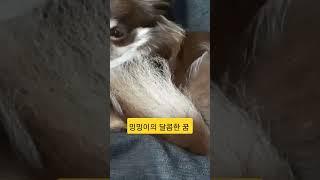 밍밍이의 달콤한 꿈 #dog #cute #puppy #치와와