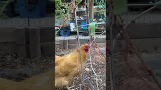 Gardens beware!! #chickengarden #chicken #foodforests #funny