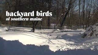 Backyard Birds of Southern Maine - Thomas Johnson Antique Furniture Restoration