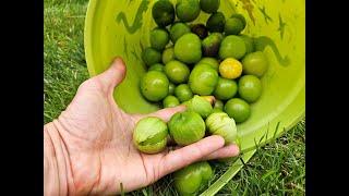 #1 Tip To Growing Lots Of TOMATILLOS! #gardening #harvesting #tomatillo #homestead #gardenideas