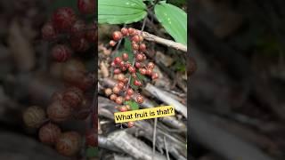 This fruit has a weird name False Solomon Seal / Edible berries #shorts