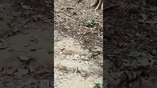 愛知県犬山市 大縣神社神社内、姫宮奥宮へ