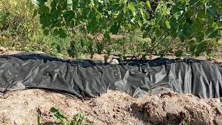 Виноград Фабел в Ленинградской области