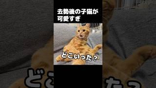 去勢後の子猫が可愛すぎ...