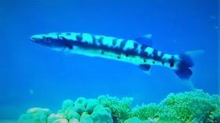 Great barracuda (Sphyraena barracuda)