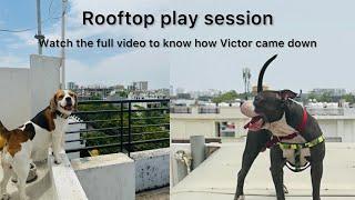 They went on the rooftop to play but this is how it turned out. Watch the full video #dogvlog