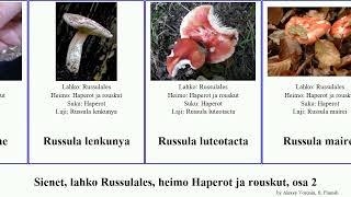 Sienet, lahko Russulales, heimo Haperot ja rouskut, osa 2 minor fungus amoena modesta serotina Hot