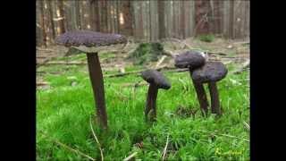 Ryzec černohlávek - Lactarius lignyotus