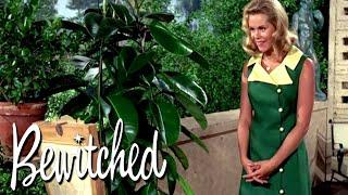 An Antique Chair Turns Into A Warlock! | Bewitched