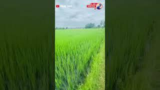  RICE FARM AT THAILAND II THAILAND FARMING II THAILAND 2022  #shorts