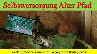 Die Kaninchen sind wieder sauber,ärger mit Beutegreifern...