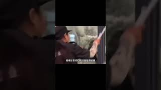 熊猫界的社交悍匪离堆 #大橙子数据 #panda #熊猫生活 #熊猫生活