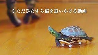 【総集編】爆速なスケボー亀！クサガメ軍曹と猫たち【Super fast skateboard turtle! sergeant and cats】