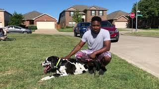 Southlake Dog Training | Tip Top K9 | Ricoh Glover