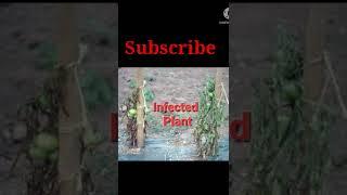 Damping off Tomato/agriculture disease /major disease of tomato/#shorts #shortvideo #trending