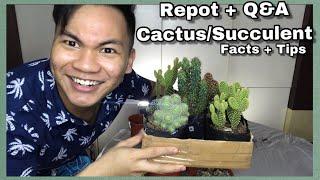 Tips on How to repot your Succulents and cactus +Q&A |Philippines