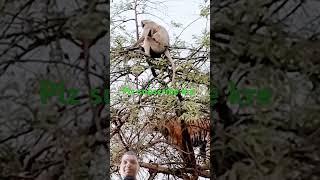 #shortfeed #tiger #lion #animals #shortsyoutube #shortvideo #shorts #short #shots #viralvideo #trend