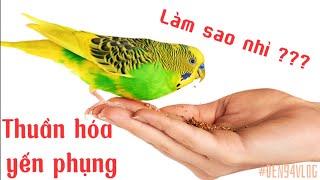 Làm Thế Nào Để Thuần Hóa Chim Yến Phụng • How To Tame Budgie Birds 