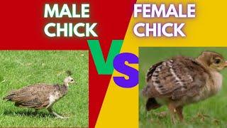 how to differentiate between male and female peacock chicks