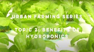 Greenhood: Urban Farming Series - 2. Benefits of Hydroponics