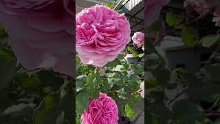 Розы начали цвести. #garden #садоводничество #цветыдлядома
