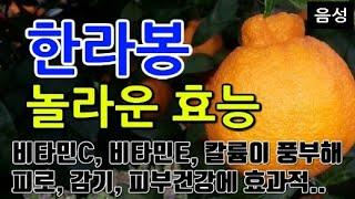 [한라봉 효능] 한라봉의 건강 비밀!! 비타민 C와 항산화 성분이 풍부한 제주도의 보물